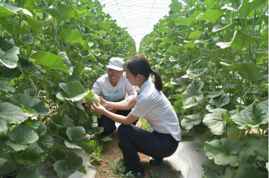丰宁农商银行扶持农民种植网纹瓜增收